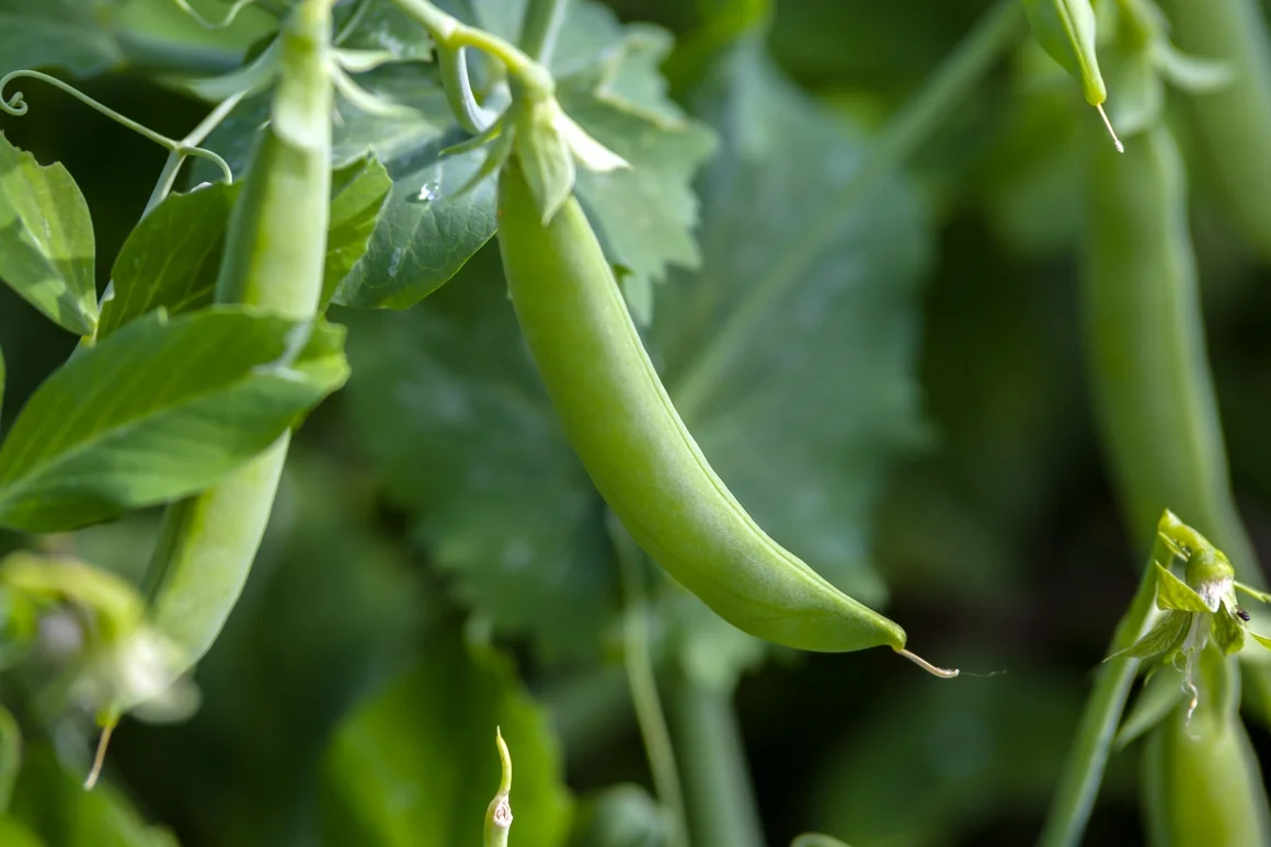 Grüne Erbse an einer Pflanze